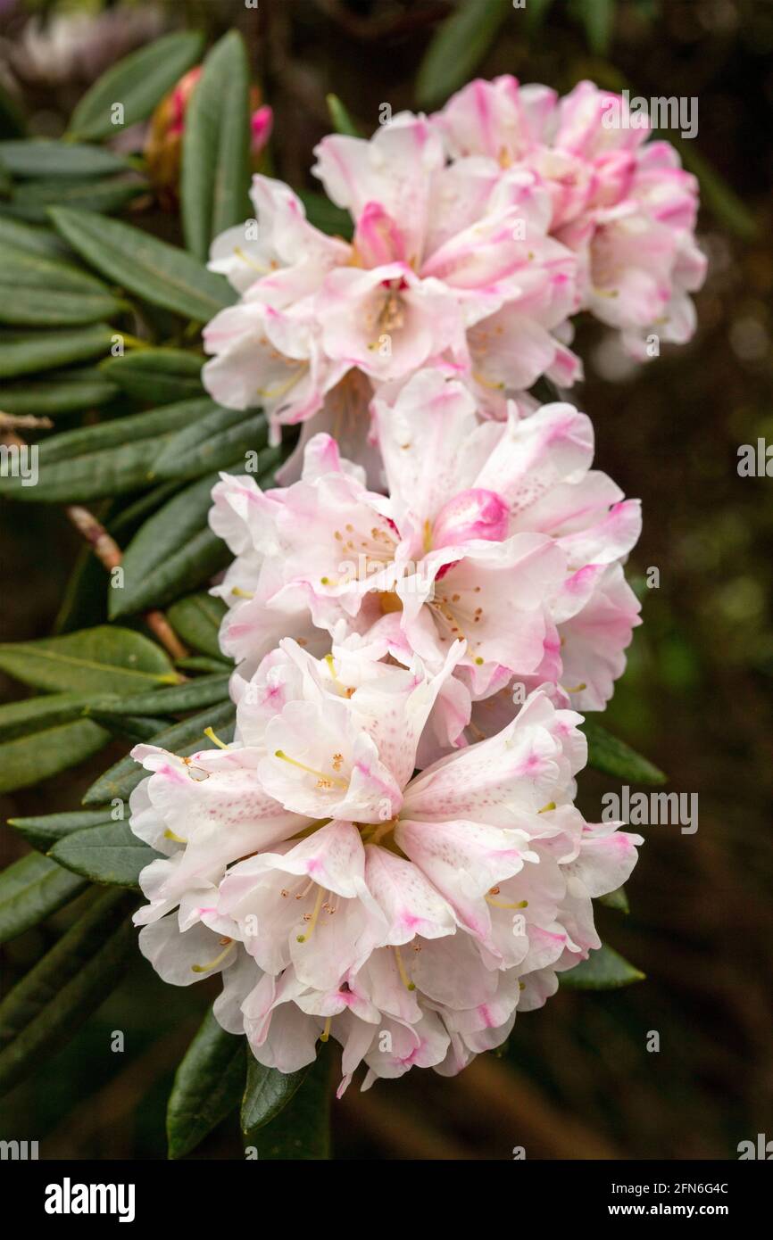 Flowering Rhododendron 'Blewbury', natural plant portrait Stock Photo -  Alamy