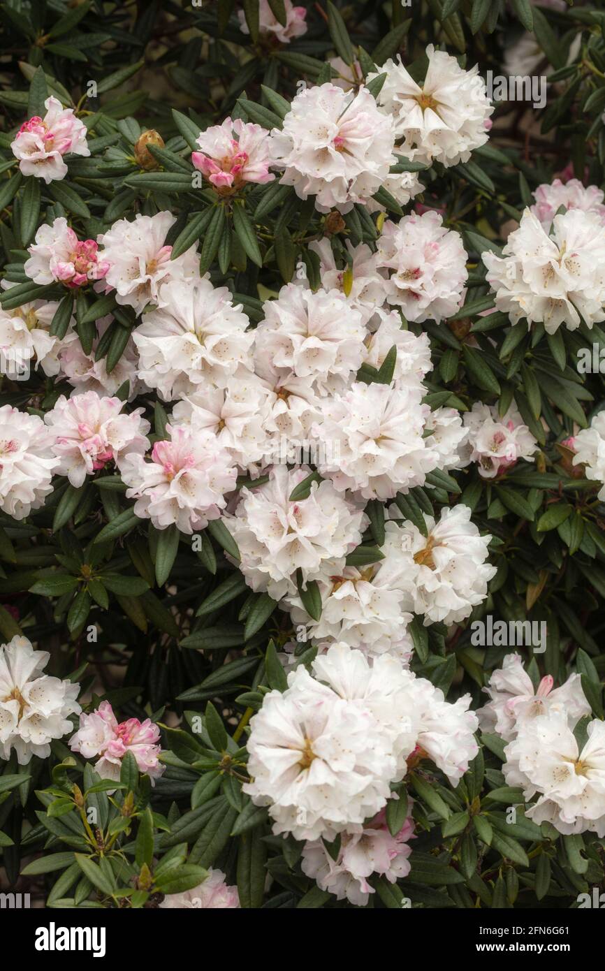 Flowering Rhododendron 'Blewbury', natural plant portrait Stock Photo -  Alamy