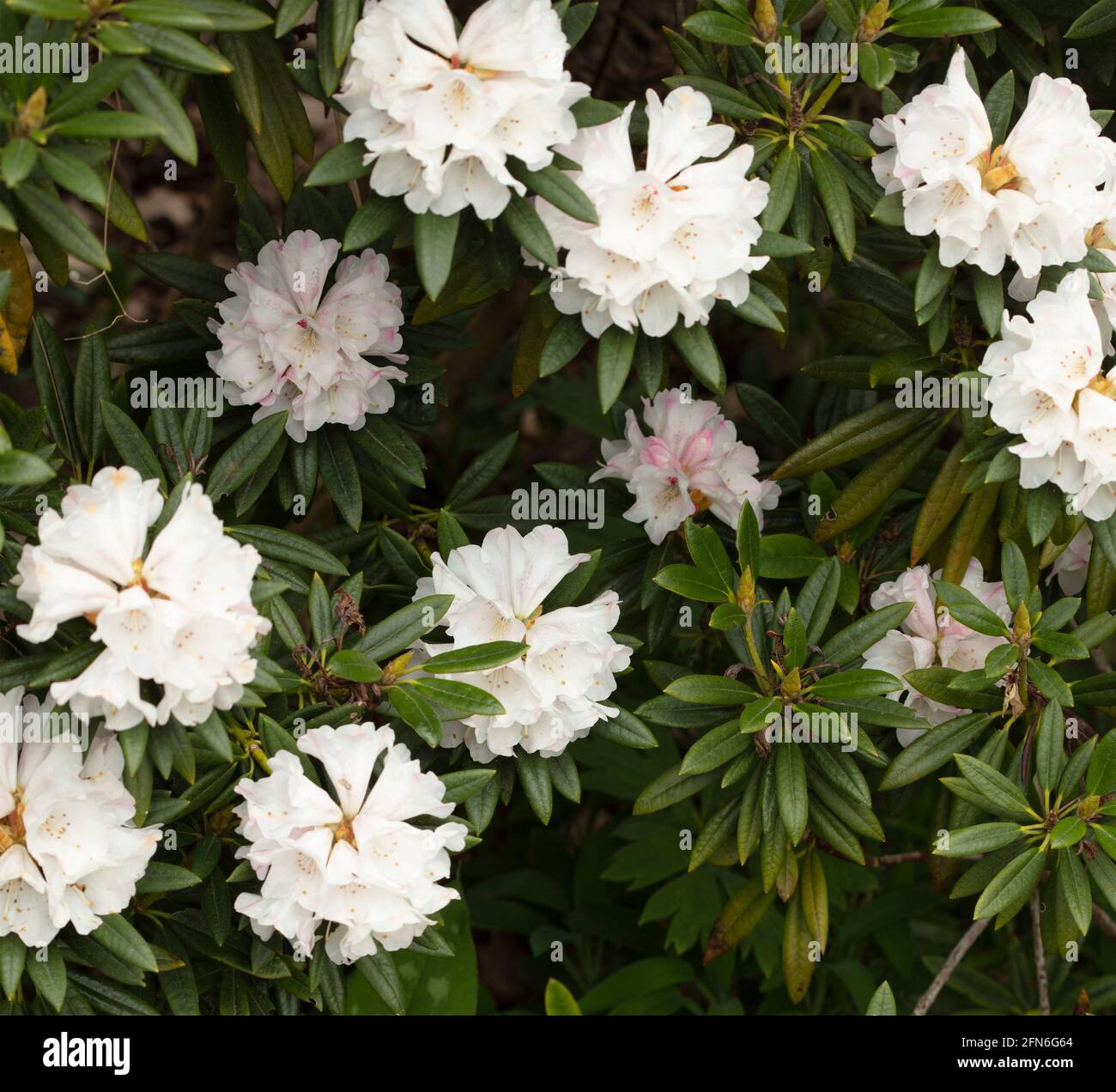taxus media hixi Taxus  media 'Hicksii' ~ Hick's Yew  JTSOP Farms