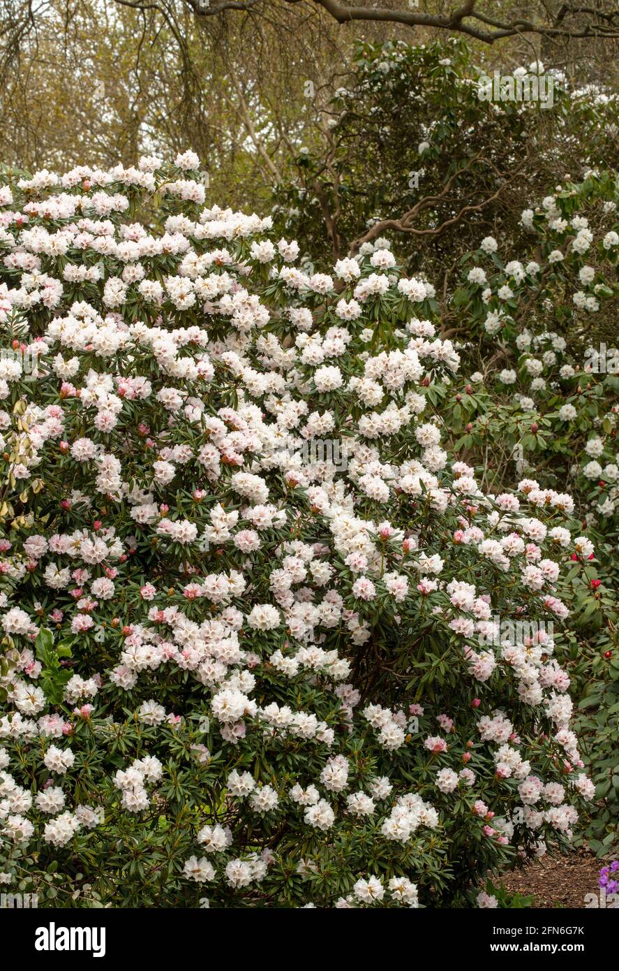 Flowering Rhododendron 'Blewbury', natural plant portrait Stock Photo -  Alamy