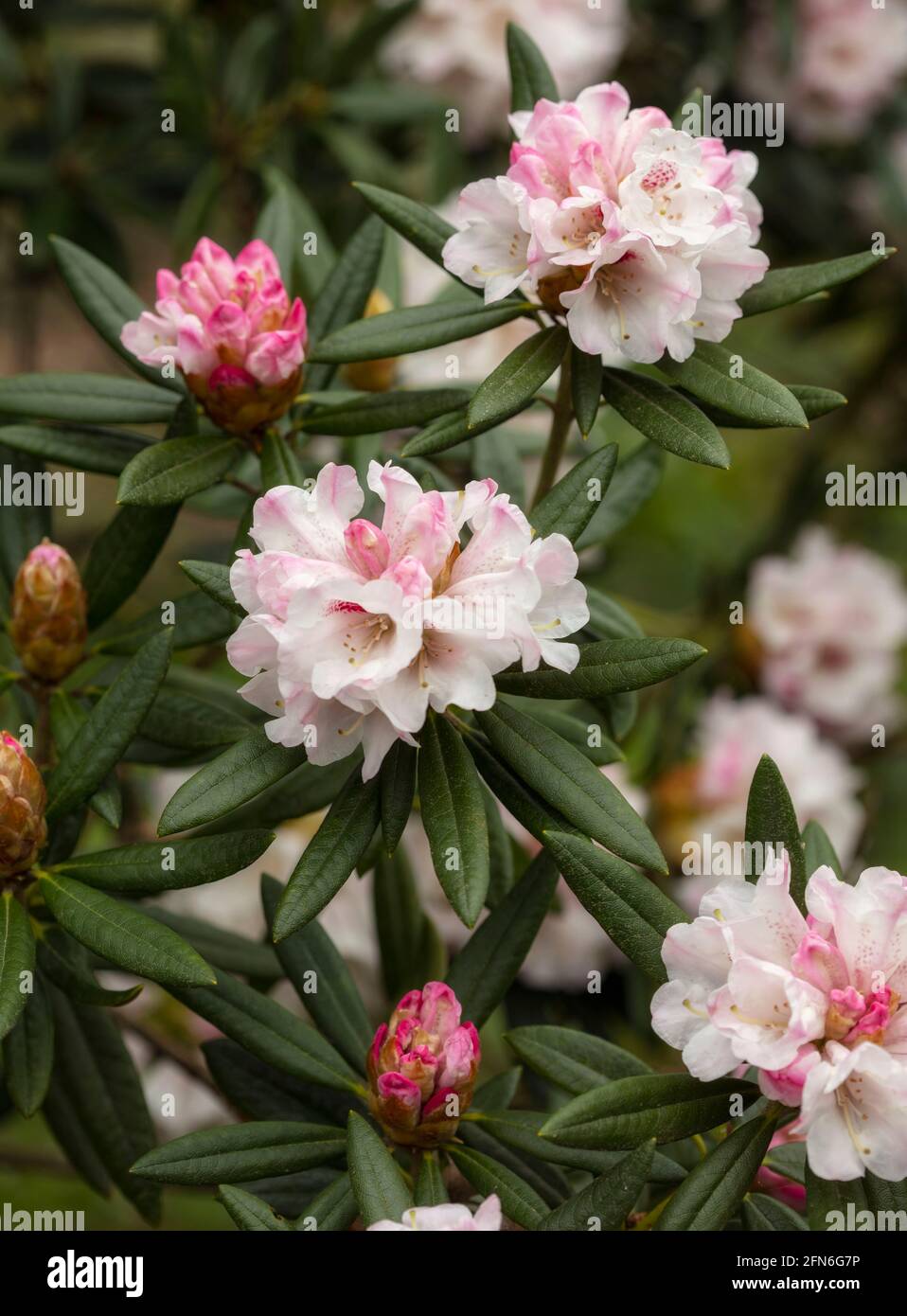 Flowering Rhododendron 'Blewbury', natural plant portrait Stock Photo -  Alamy