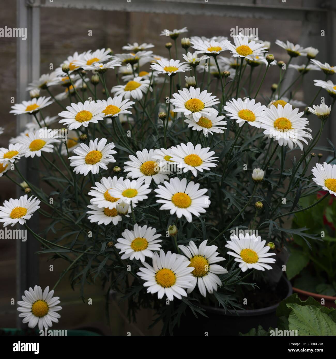 The white flowering Argyranthemum frutescens, UK. Stock Photo