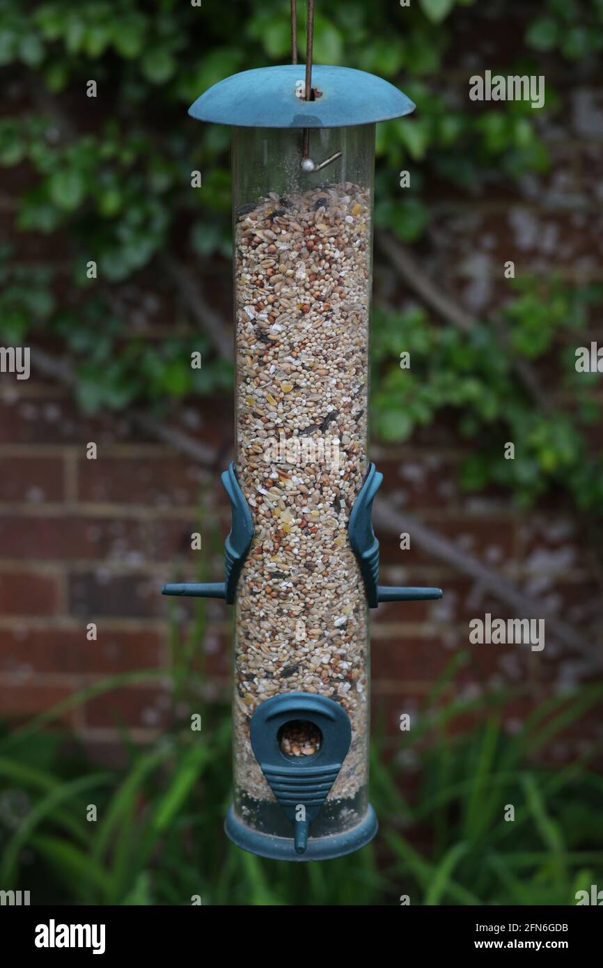 Birdfeeder with bird food seen in the garden, UK. Stock Photo