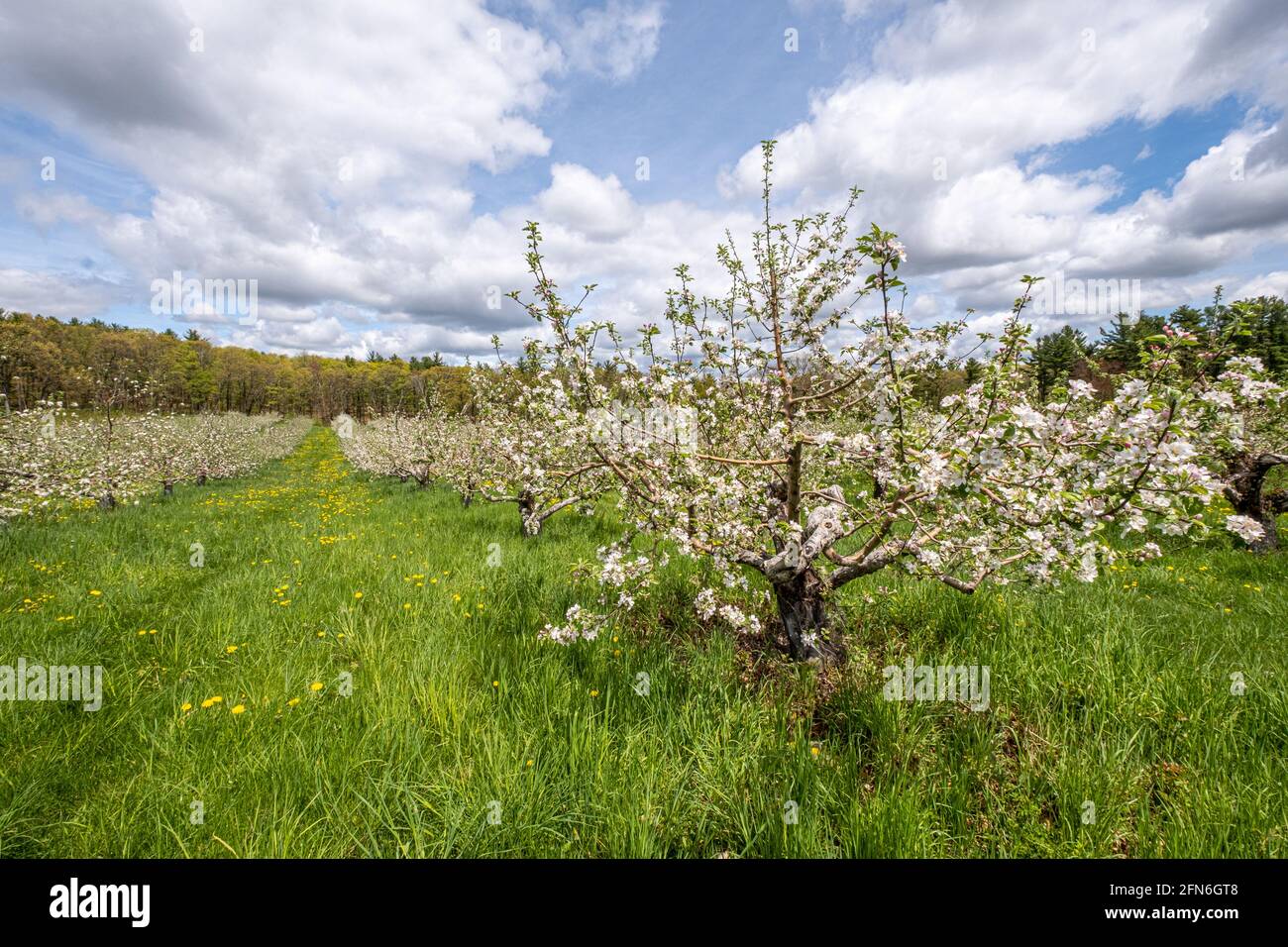 Apple trees with beautiful apple blossoms Stock Photo Alamy