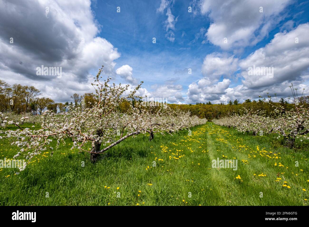 Apple trees with beautiful apple blossoms Stock Photo Alamy