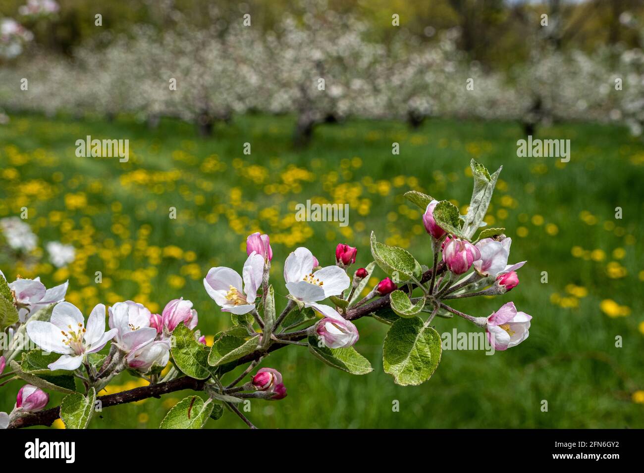 Apple trees with beautiful apple blossoms Stock Photo Alamy