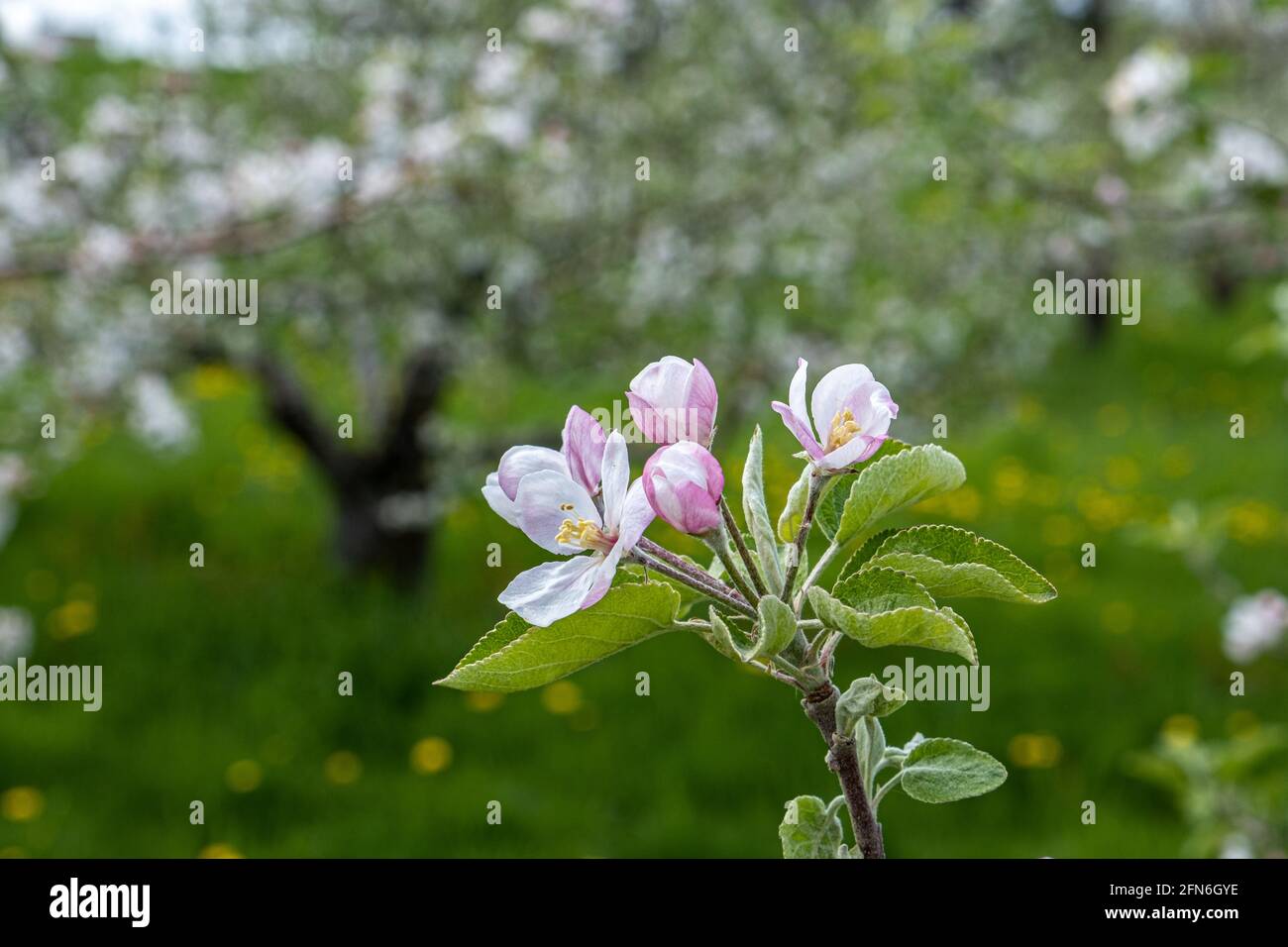 Apple trees with beautiful apple blossoms Stock Photo Alamy