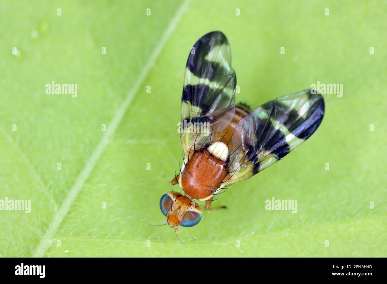 Walnut husk fly (Rhagoletis completa) it is quarantine species of tephritid or fruit flies whose larvae damage walnuts. Stock Photo