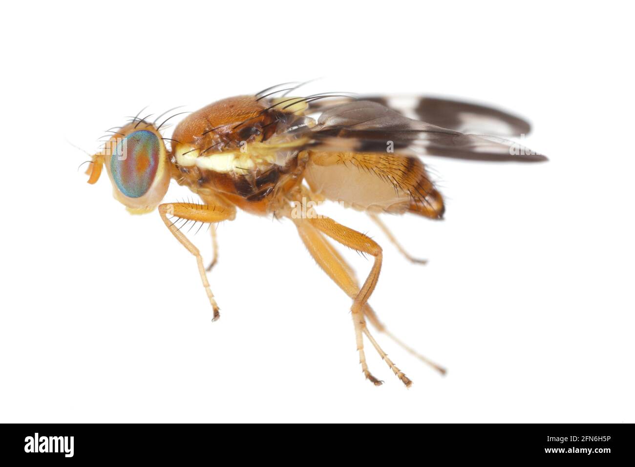 Walnut husk fly (Rhagoletis completa) it is quarantine species of tephritid or fruit flies whose larvae damage walnuts. Isolated on a white background Stock Photo
