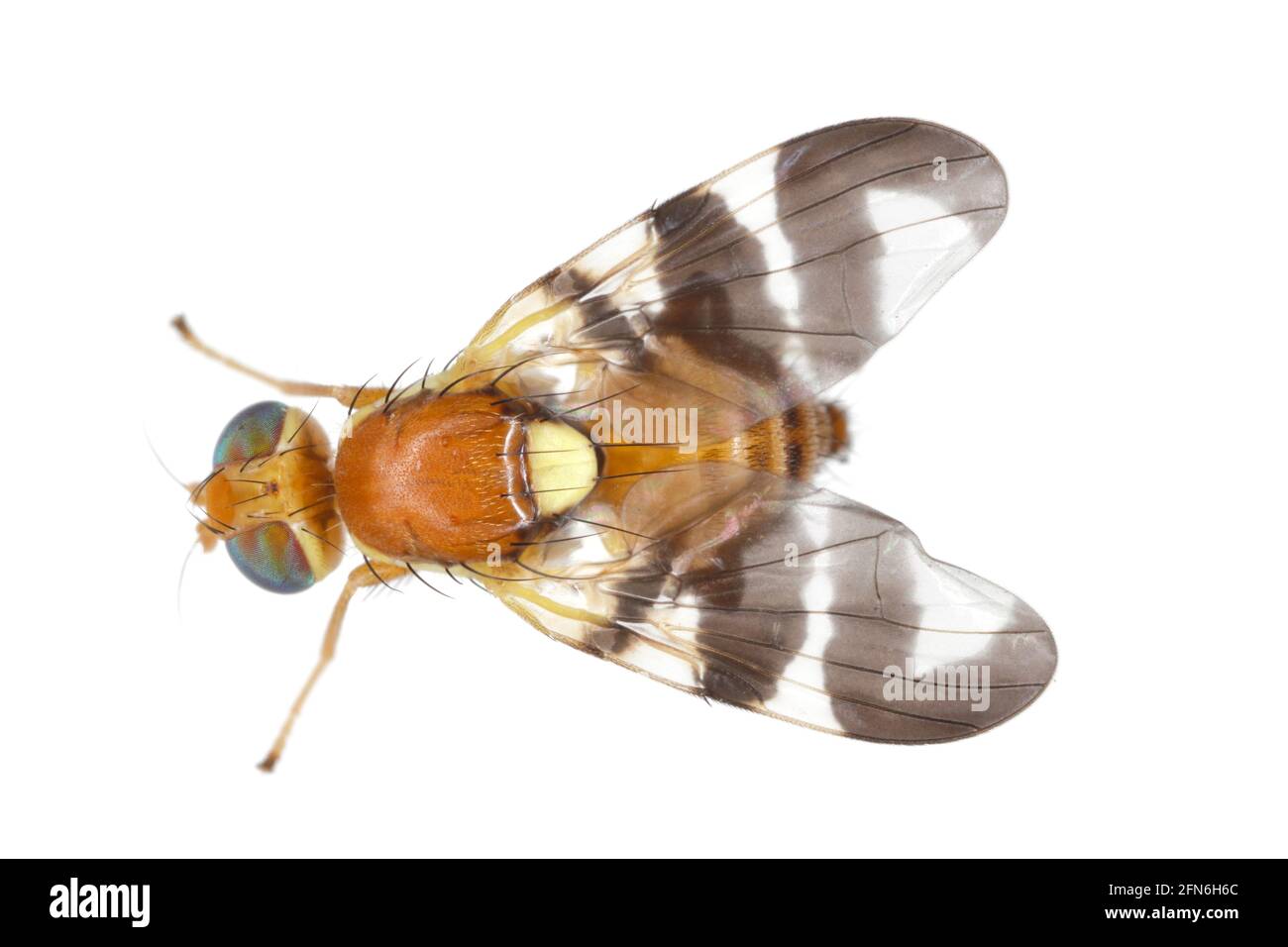 Walnut husk fly (Rhagoletis completa) it is quarantine species of tephritid or fruit flies whose larvae damage walnuts. Isolated on a white background Stock Photo