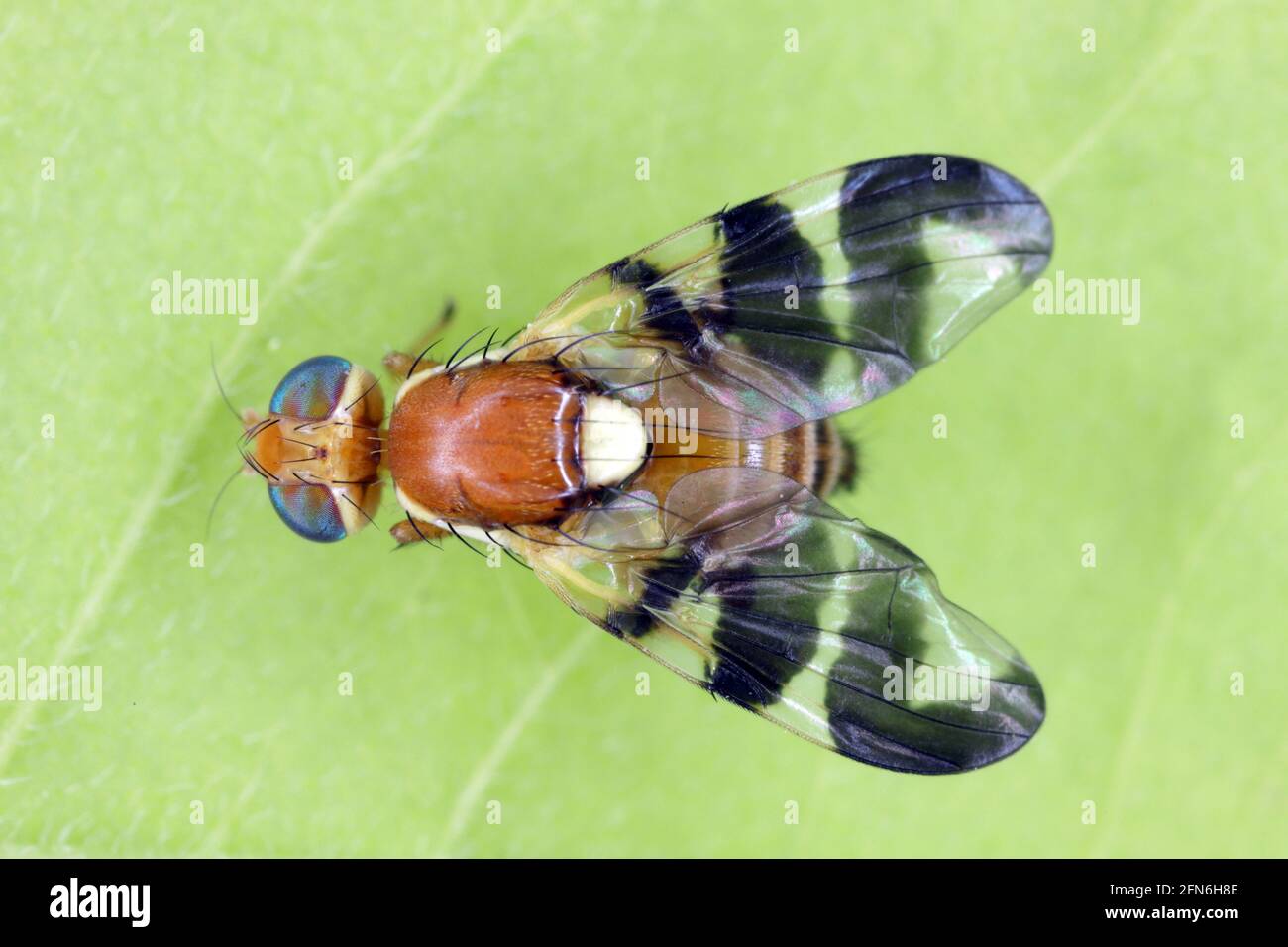 Walnut husk fly (Rhagoletis completa) it is quarantine species of tephritid or fruit flies whose larvae damage walnuts. Stock Photo