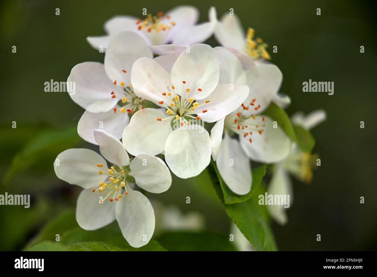 Closeup of the flowers of Crab Apple, Malus 'Butterball', in spring Stock Photo