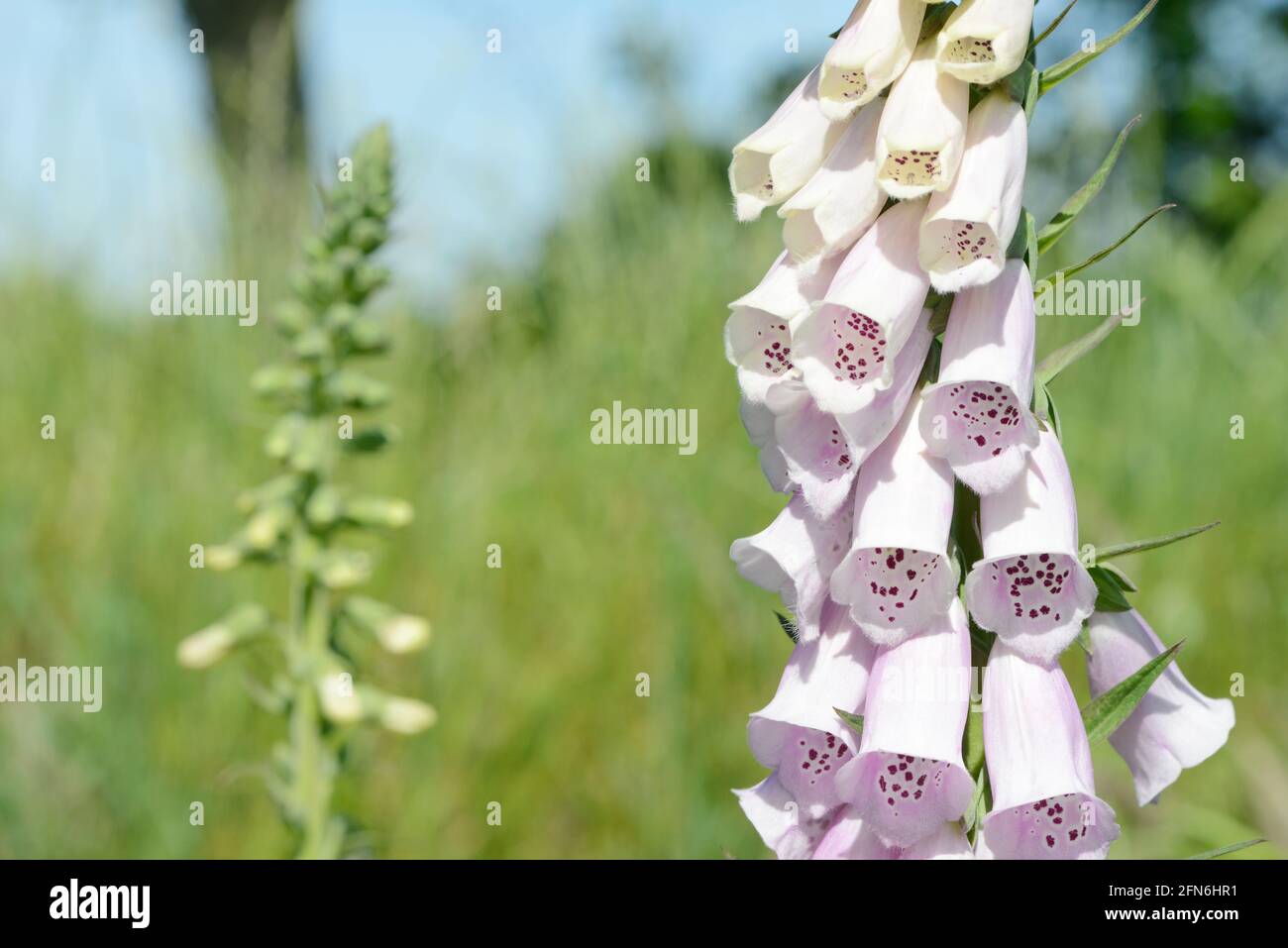 flowering foxglove in in the nature Stock Photo