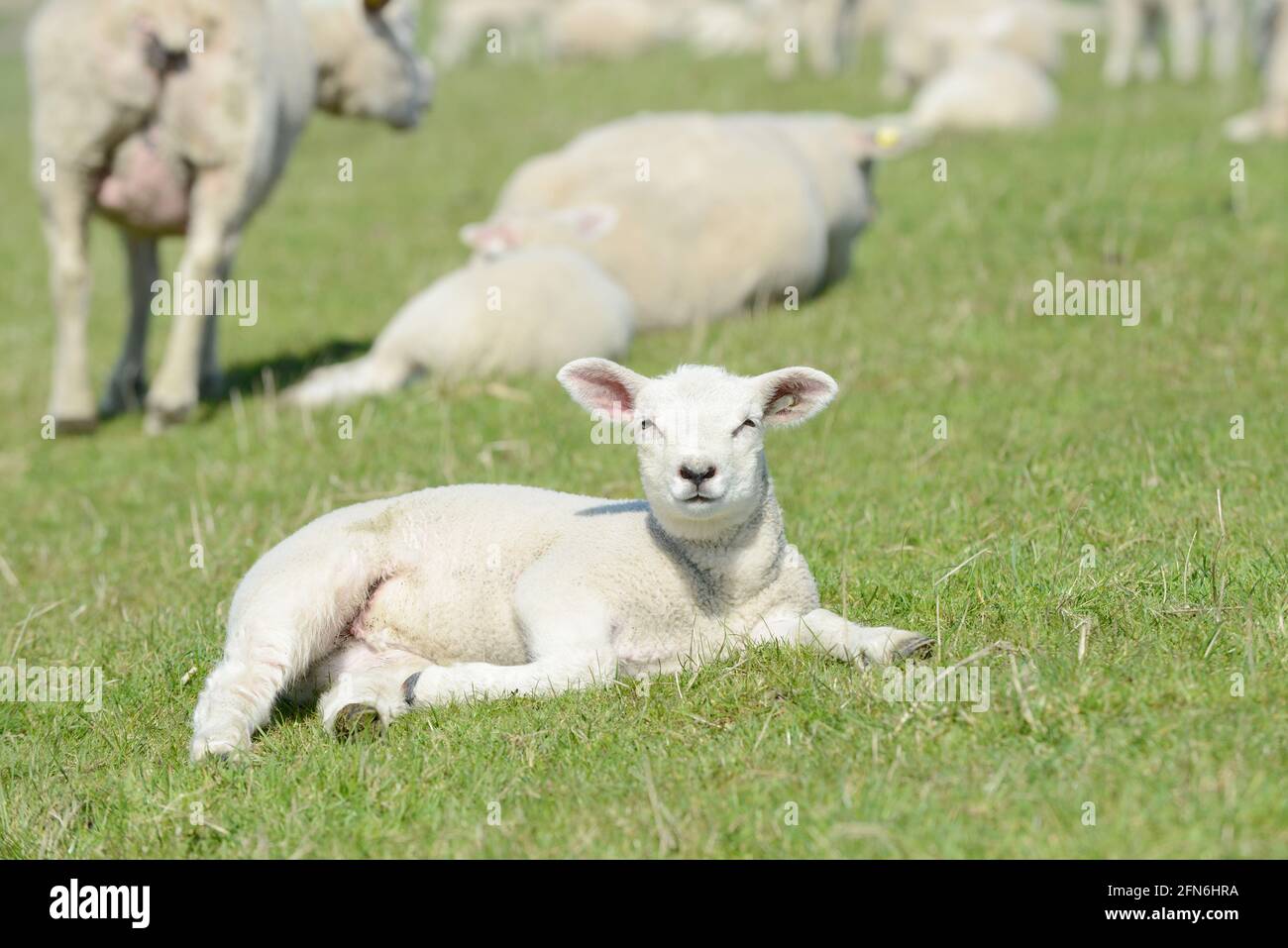 Cute white sheep  lamb lying on meadow in springtime Stock Photo