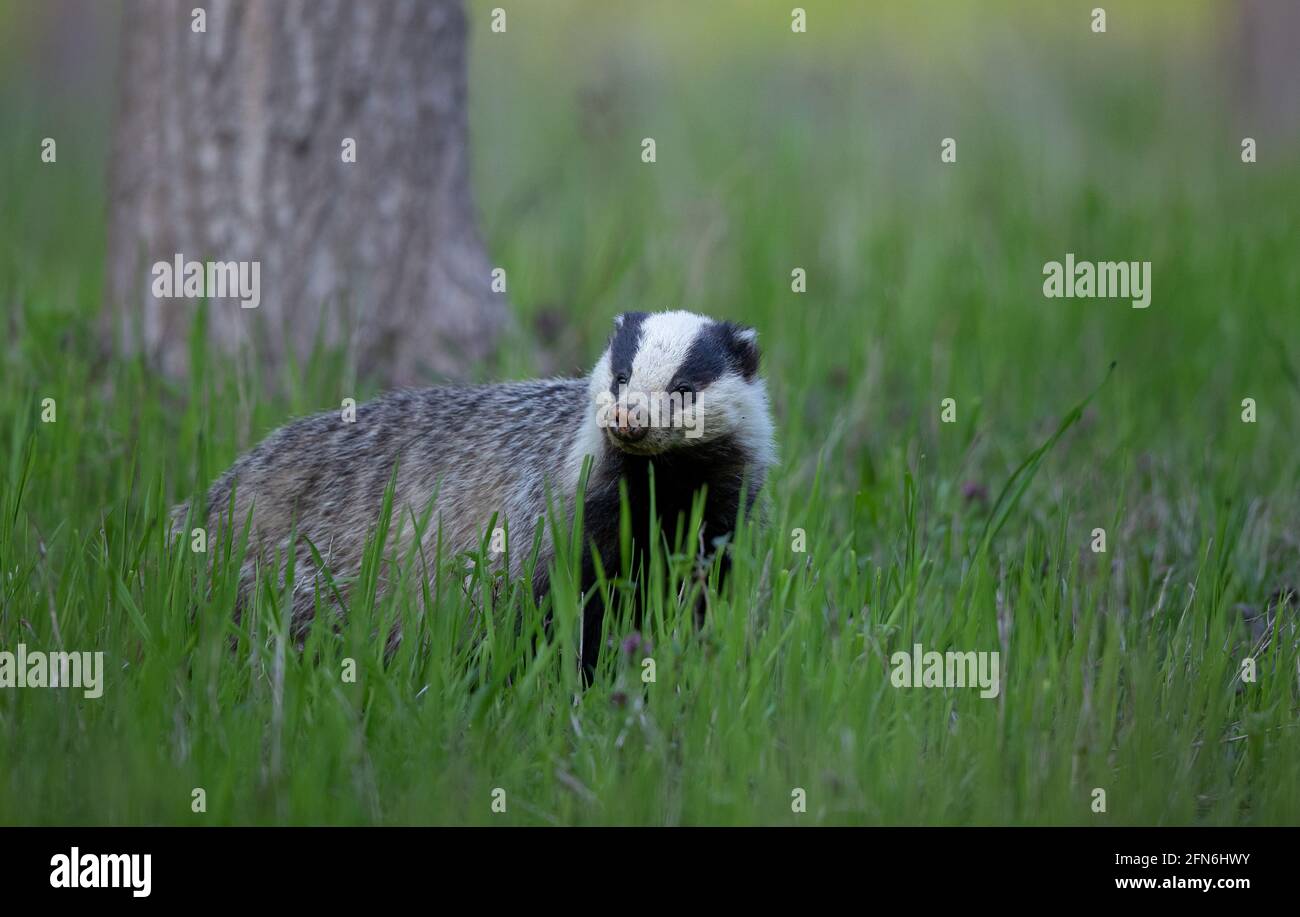 Badger (Mustelidae) standing in forest. Wildlife in natural habitat Stock Photo