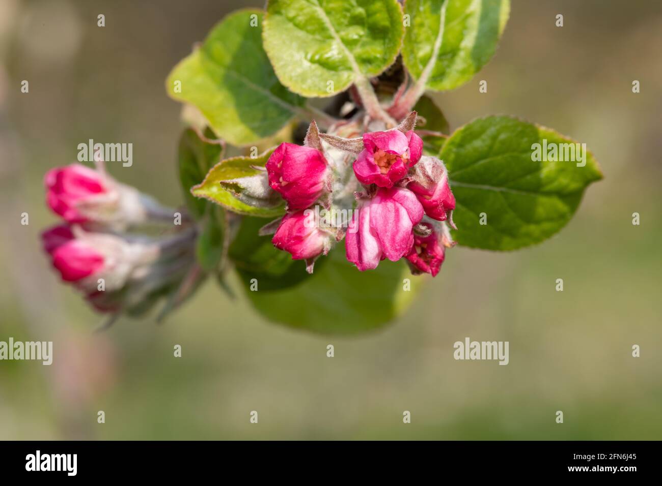 Macro shot of an apple branch at the pink bud growth stage Stock Photo