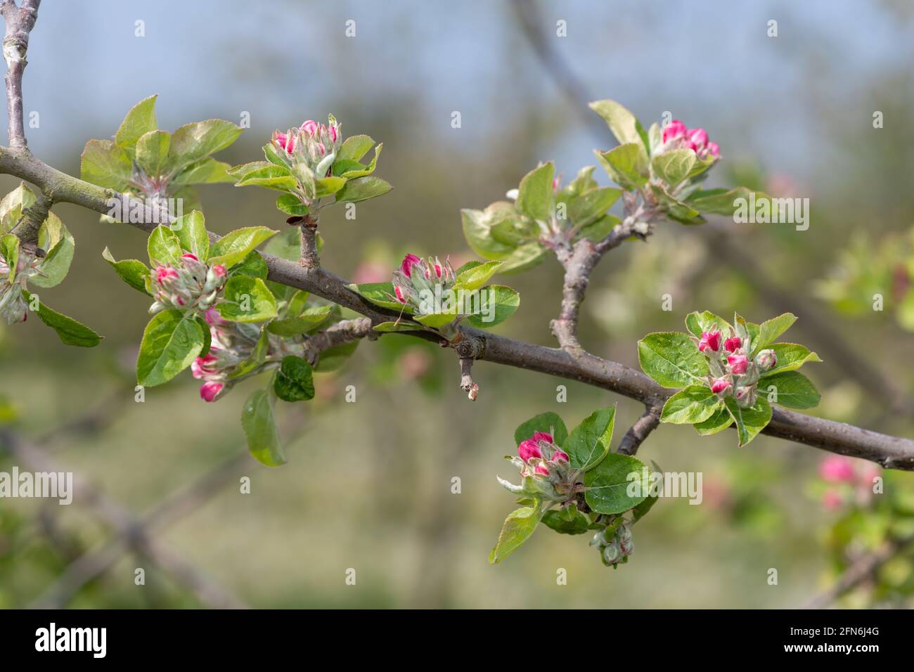 Close up of an apple branch at the pink bud growth stage Stock Photo