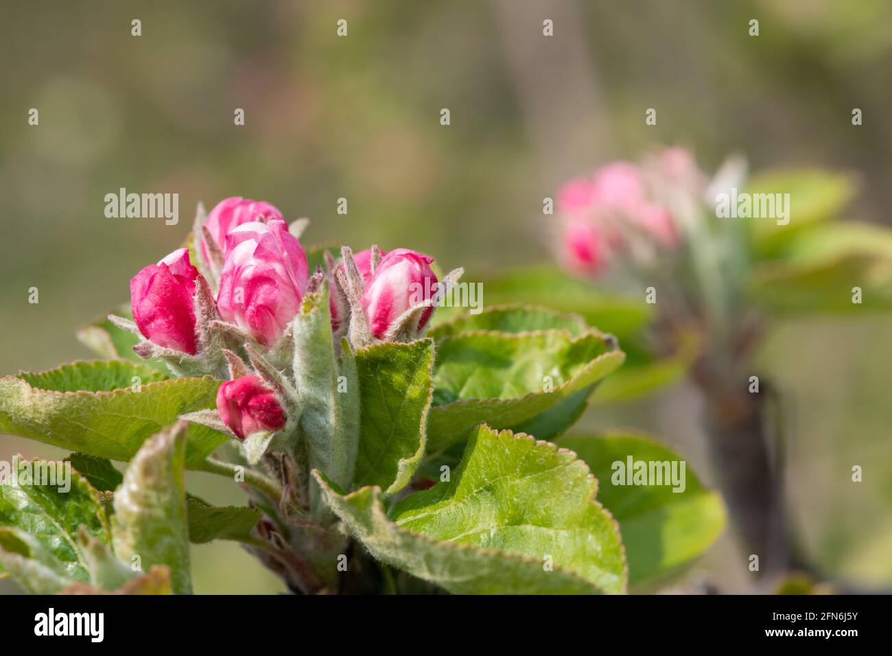 Macro shot of an apple branch at the pink bud growth stage Stock Photo