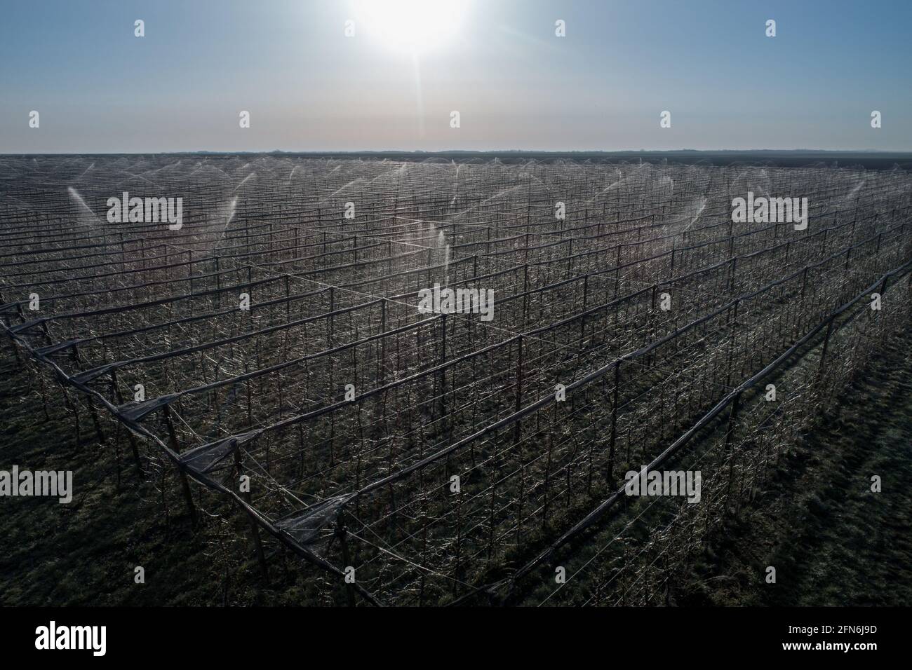 Aerial image of fruit trees protection from frost in modern orchard by spraying trees with water