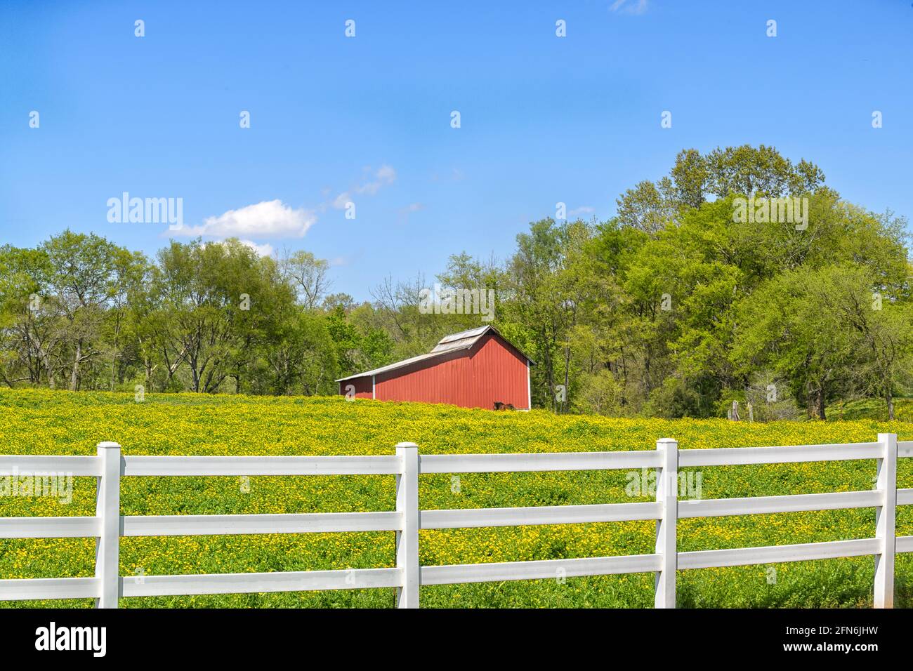 Red barn with yellow field Stock Photo