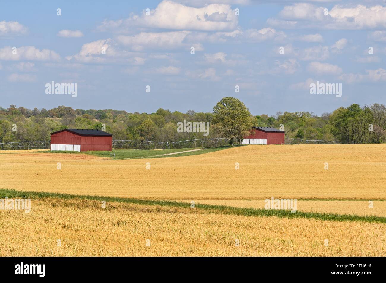 Red barns and yellow field Stock Photo