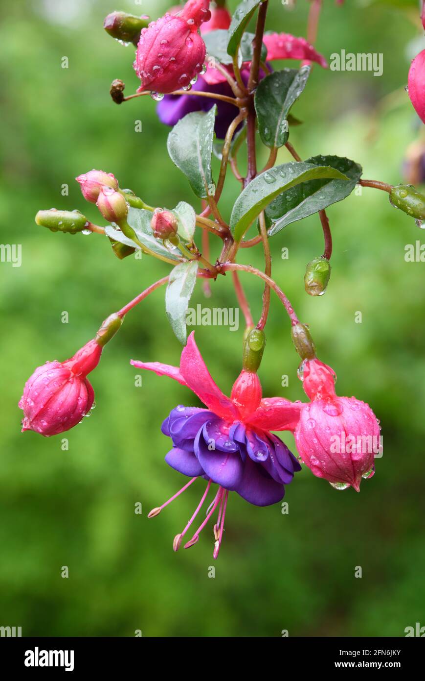 Fuschia plant in bloom Stock Photo