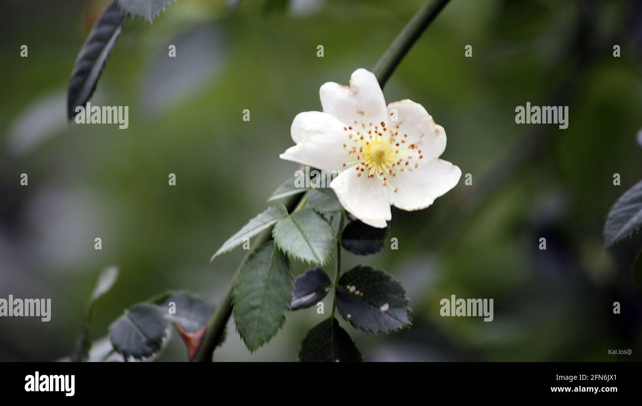 Closeup shot of a beautiful white multiflora rose flower Stock Photo