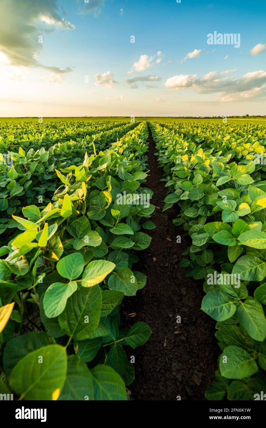 Soybean agriculture hi-res stock photography and images - Alamy