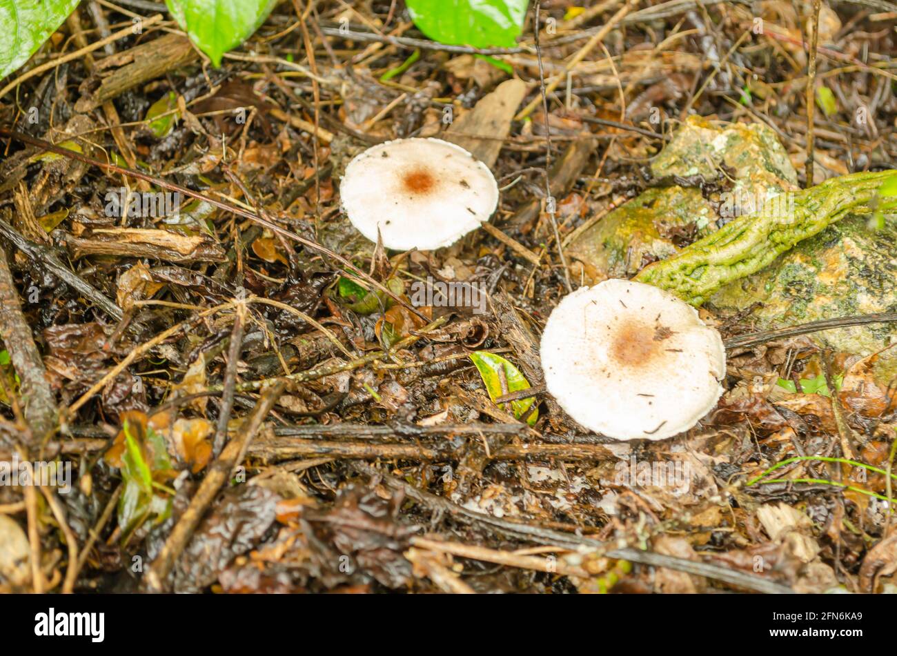Two Mushrooms Stock Photo