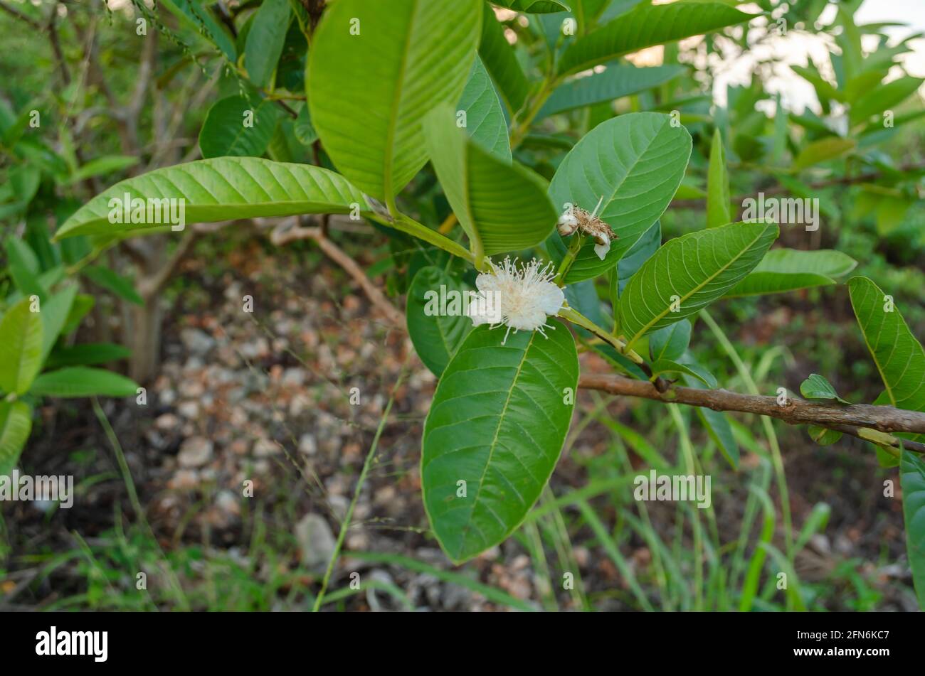 Psidium Guajava Flower (Guava) Stock Photo