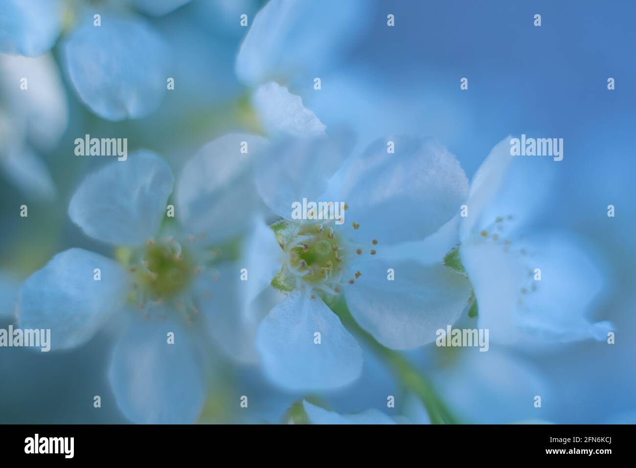bird cherry tree branch with flowers isolated on white background Stock Photo