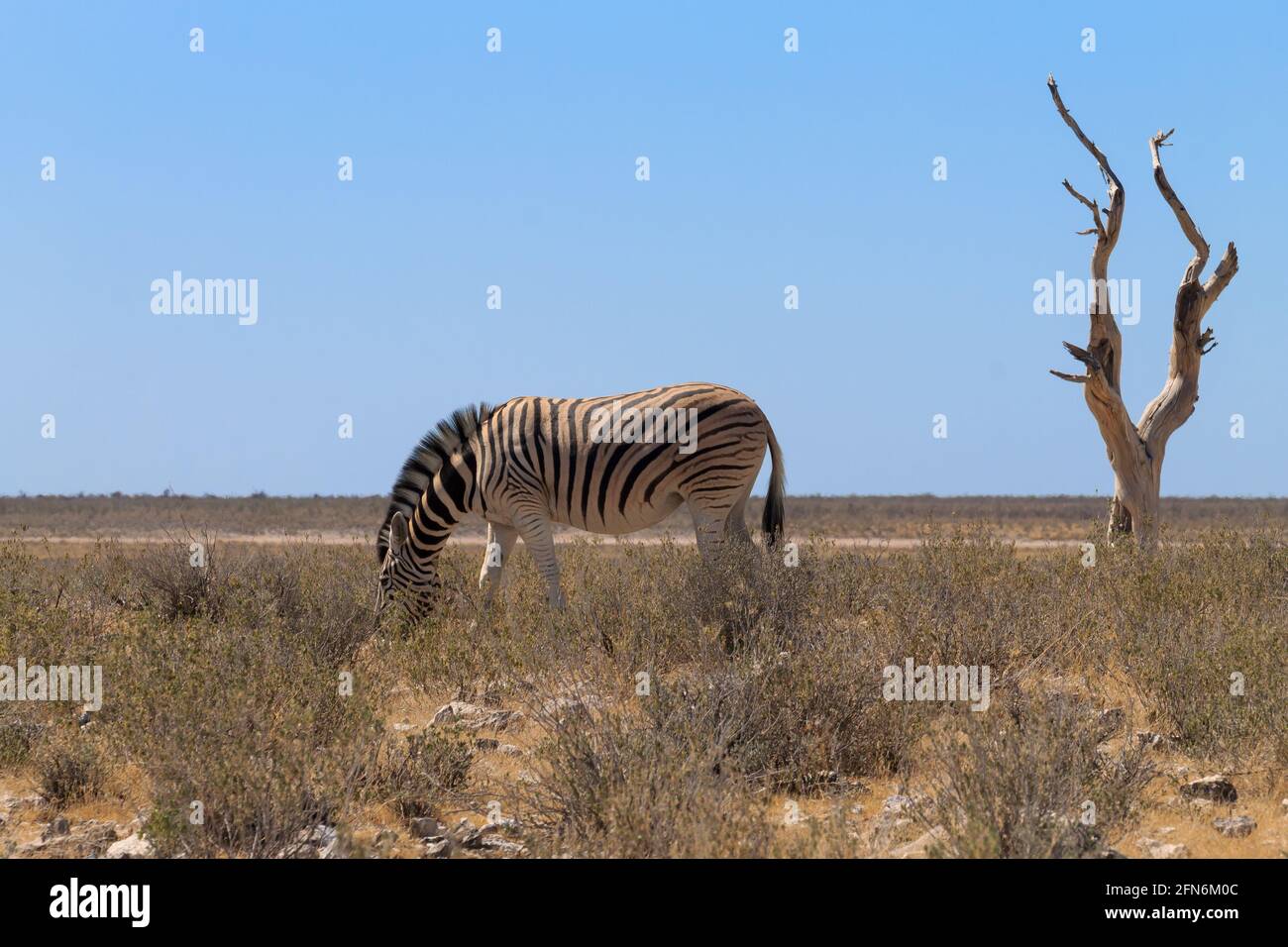 Isolated zebra from Etosha National Park, Namibia Stock Photo - Alamy
