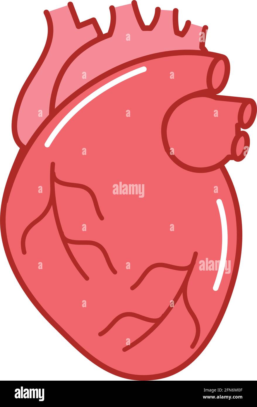 human heart organ Stock Vector Image & Art - Alamy
