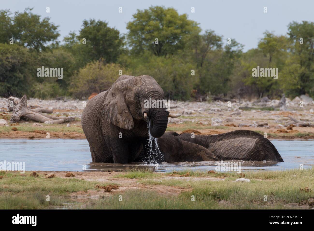 Couple of elephants playing from Etosha National Park, Namibia Stock Photo