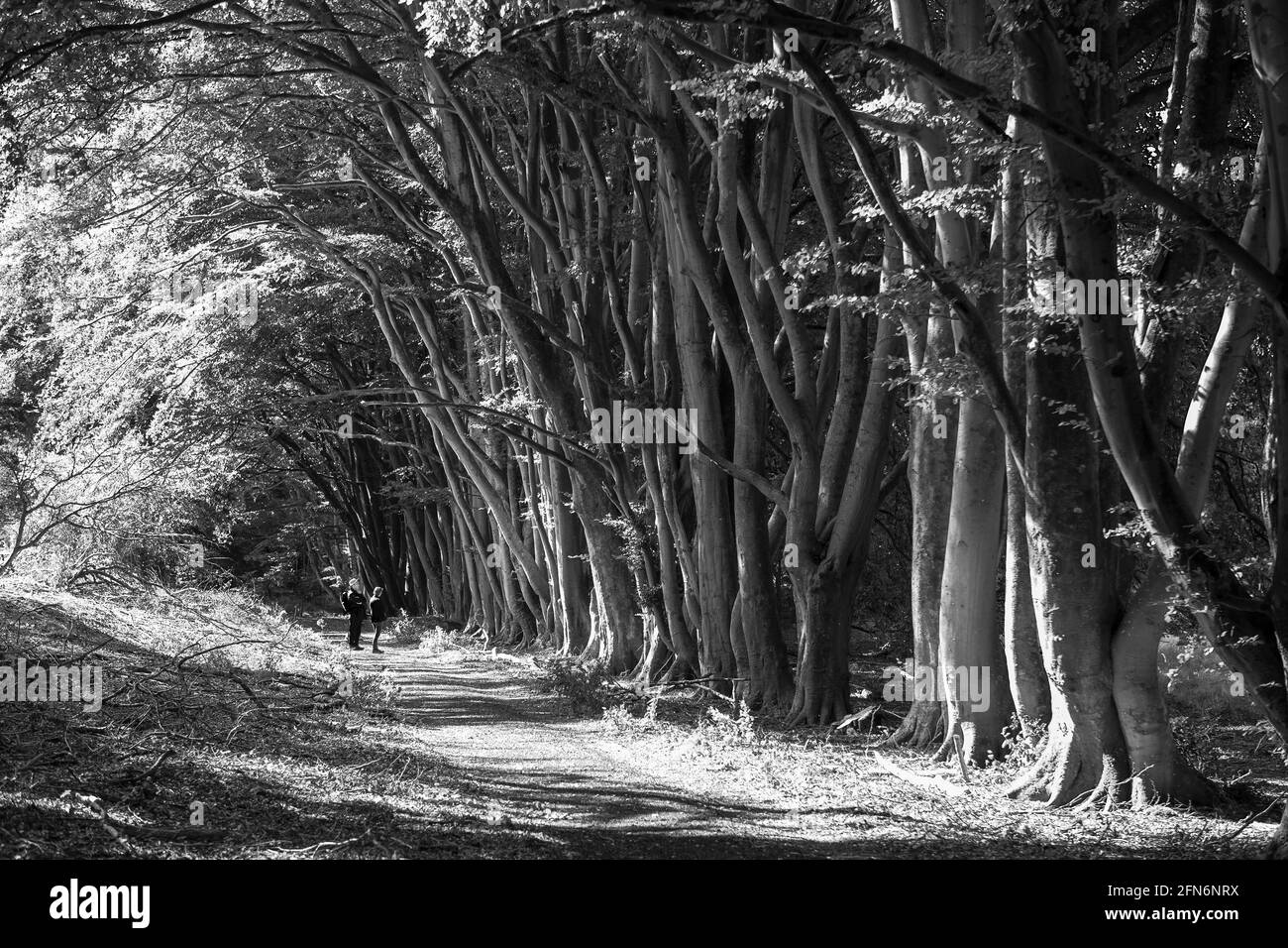 Hikers on a pathway along a beech avenue near Chilgrove, South Downs National Park, West Sussex, England, UK.  Black and white version. MODEL RELEASED Stock Photo