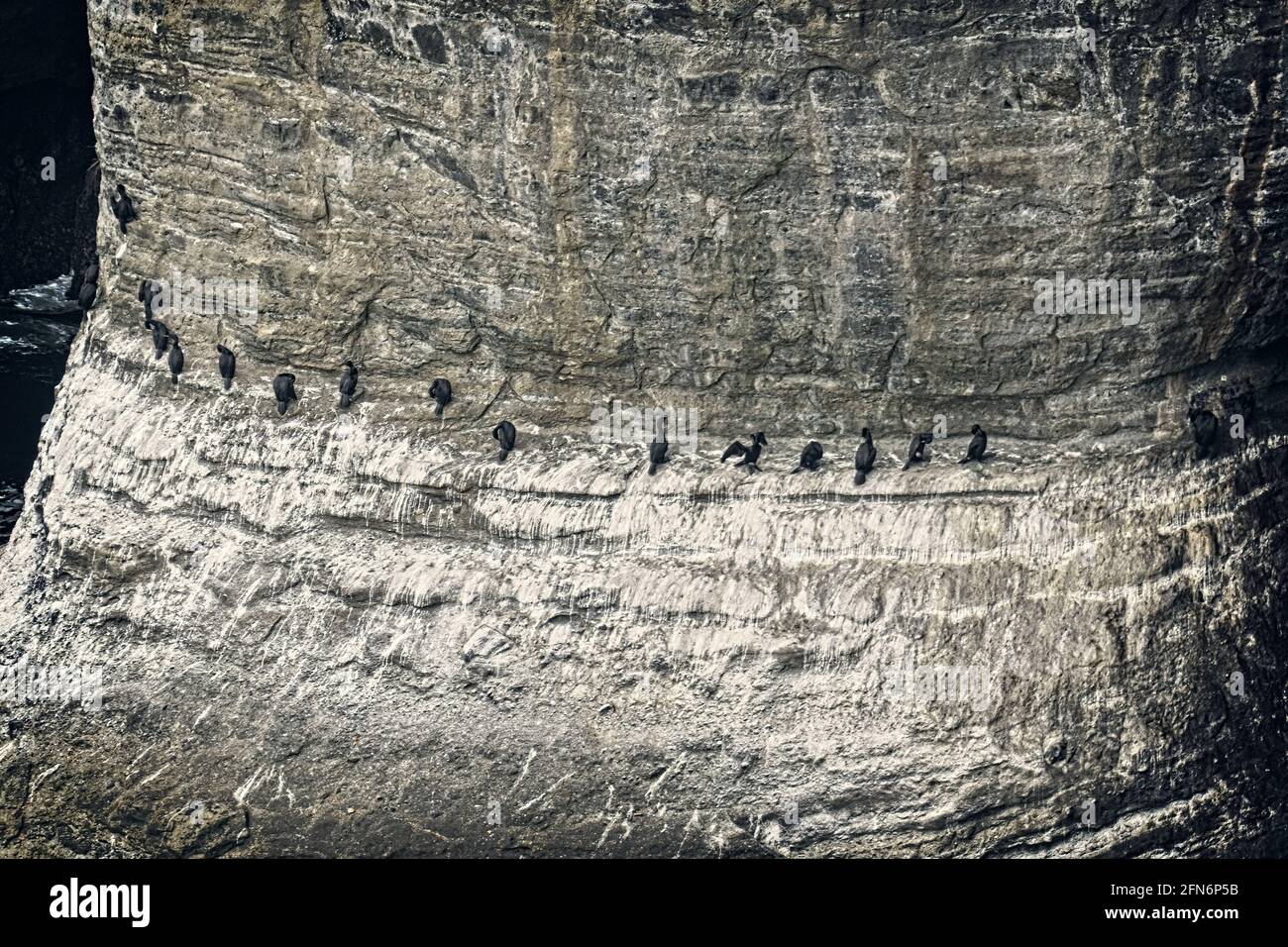 Get Your Ducks In A Row - a line of Black Cormorants along the face of an ocean bluff at Cape Flattery. Stock Photo