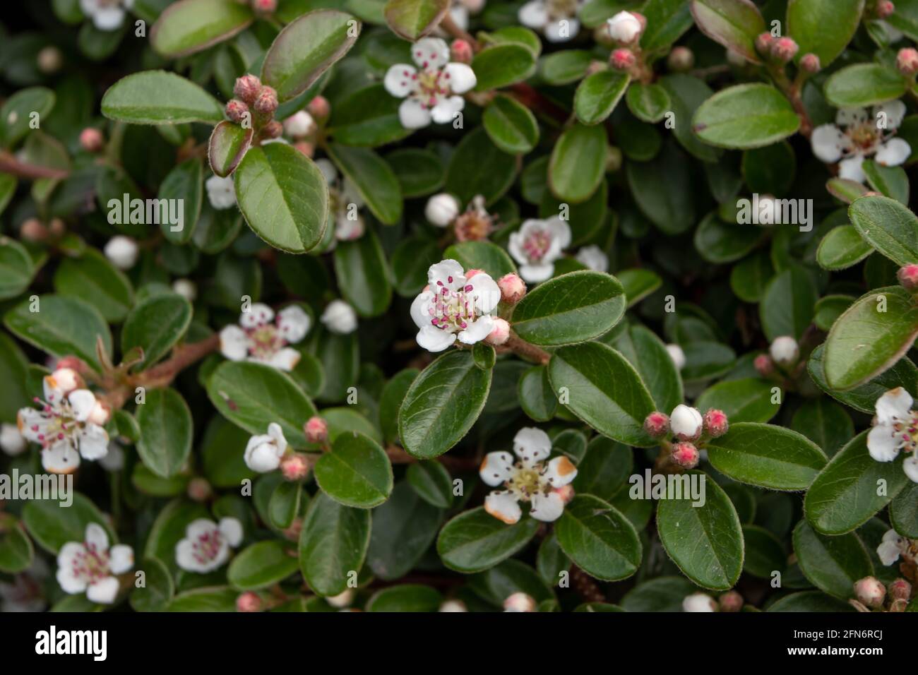 Cotoneaster horizontalis small white flowers with purple stamens Stock Photo