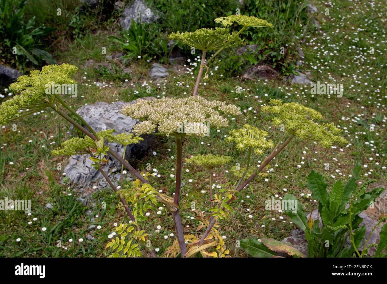 Angelica pachycarpa or portuguese or shiny leaved plant with flowers and seeds Stock Photo