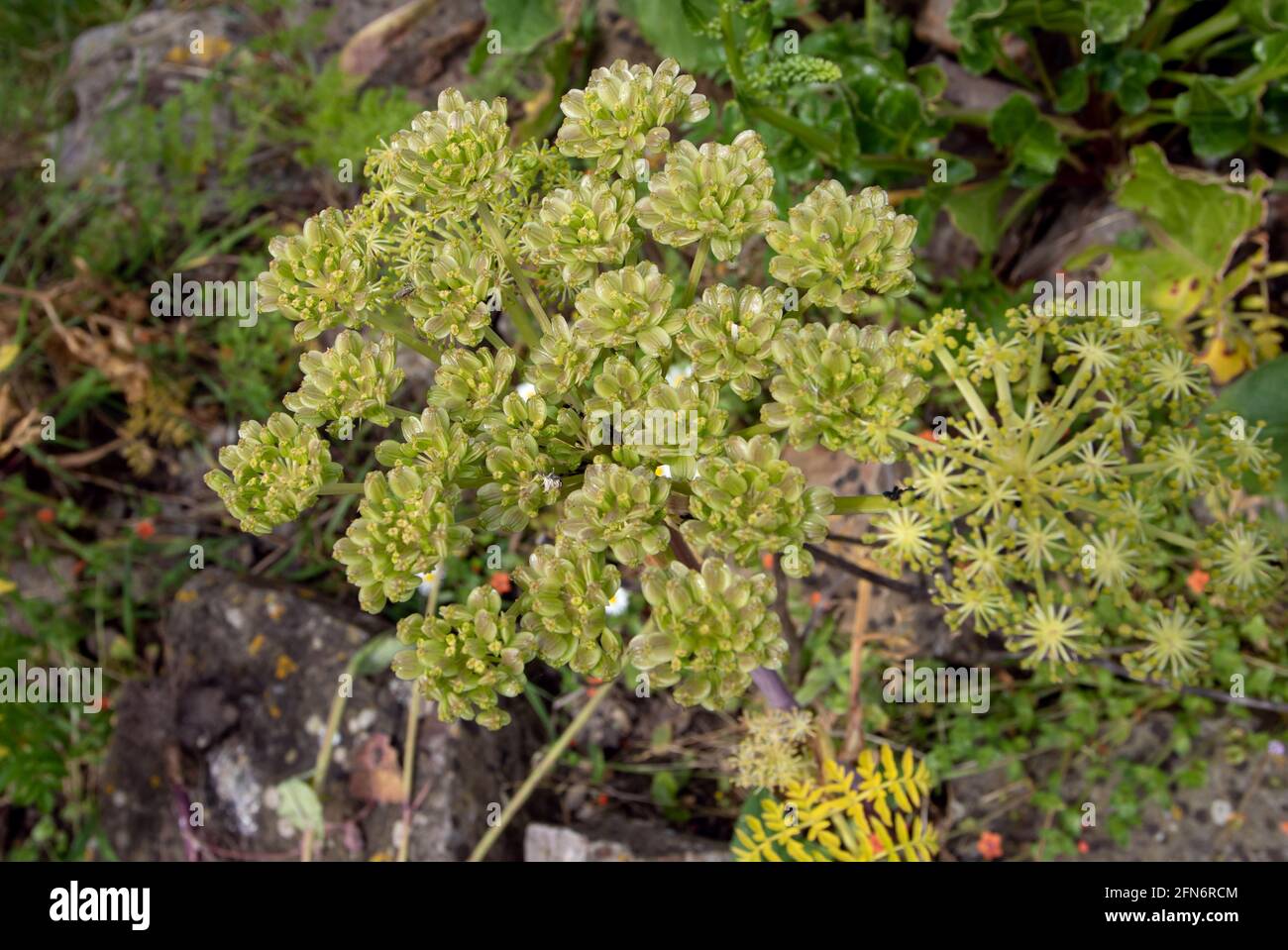 Angelica pachycarpa or portuguese or shiny leaved plant with flowers and seed Stock Photo