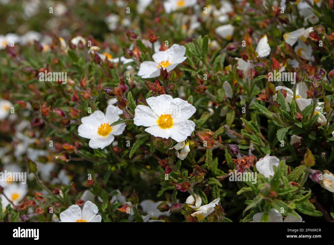 Cistus salviifolius white flowers. Sage-leaved rock-rose or salvia cistus or Gallipoli rose flowering plant. Stock Photo