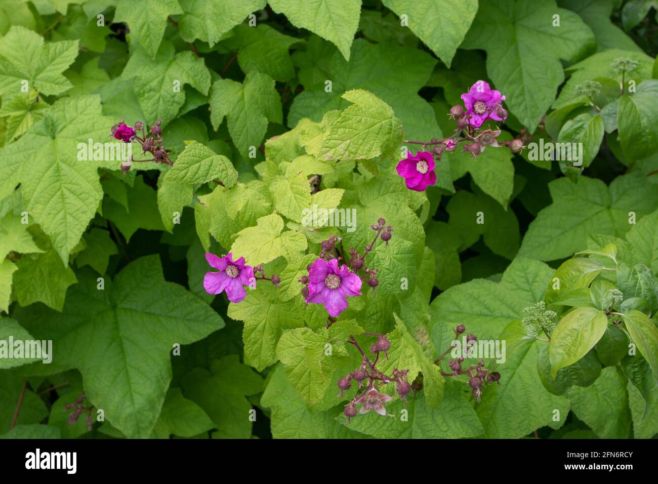 Purple-flowered or flowering  or Virginia raspberry plants. Rubus odoratus flowers and leaves Stock Photo