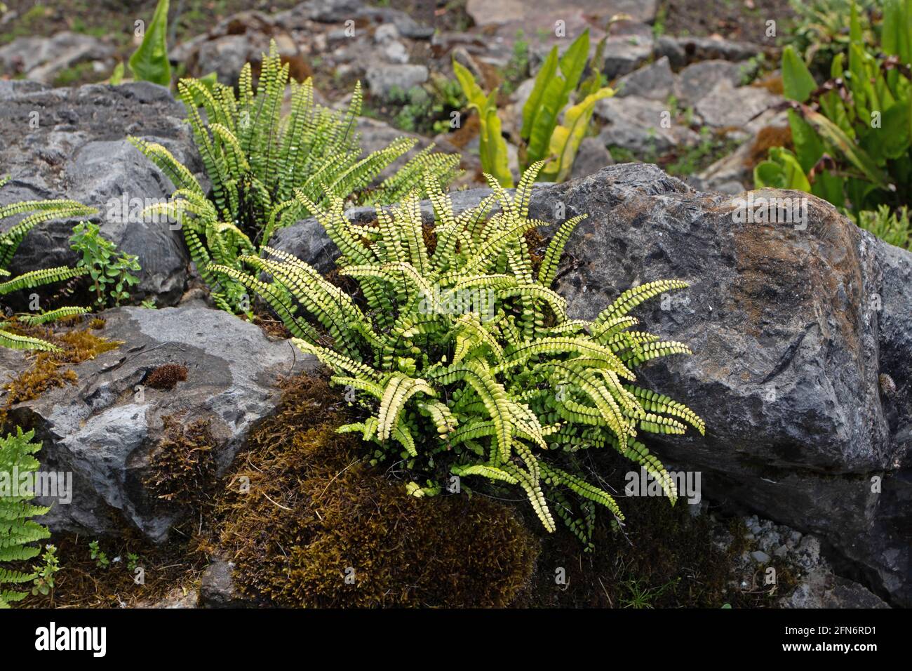 Asplenium trichomanes or maidenhair spleenwort. Small bright fern plant Stock Photo