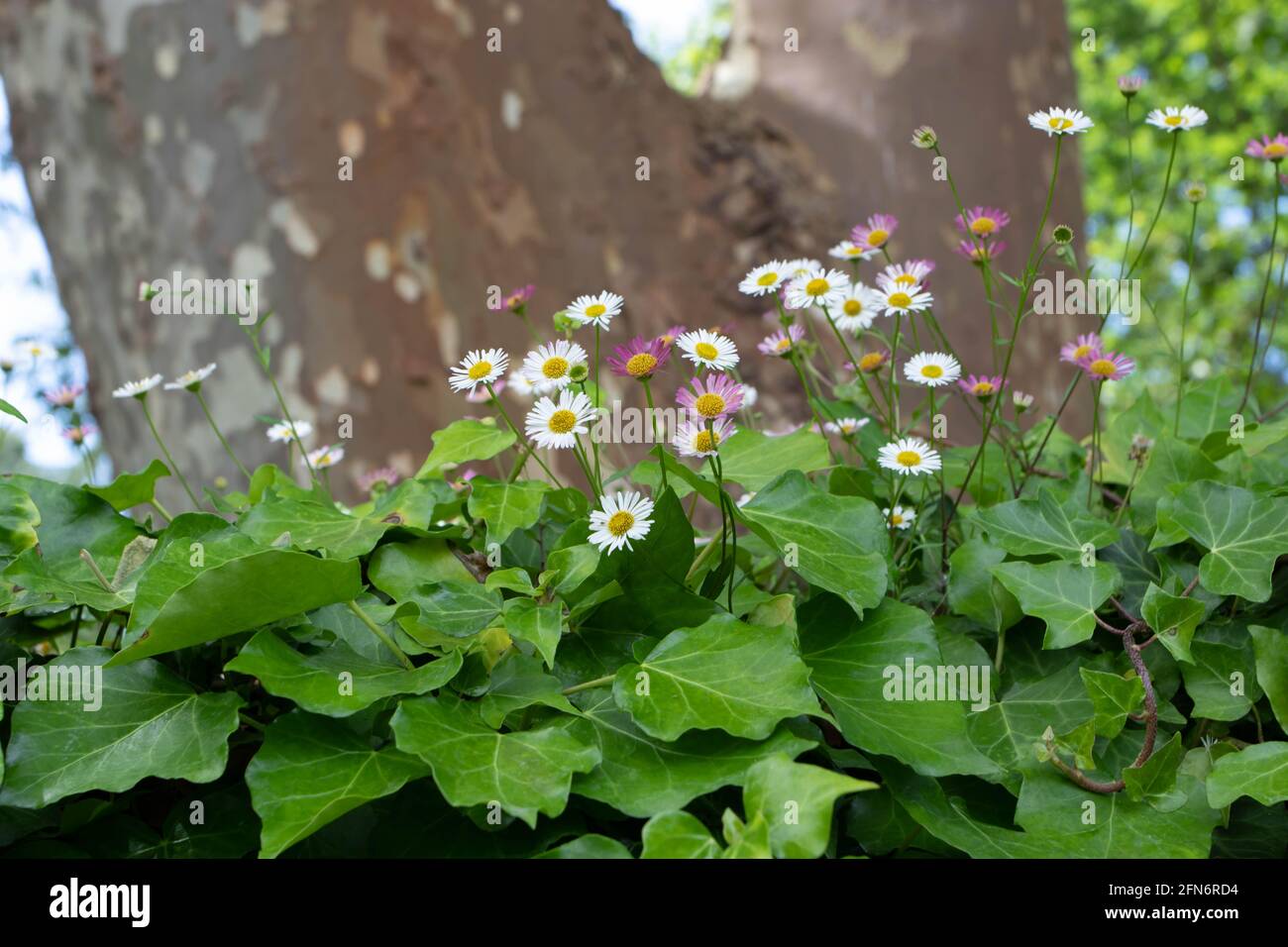 White and pink Spanish daisy or erigeron karvinskianus flowers on the old stone fence covered by ivy. Stock Photo