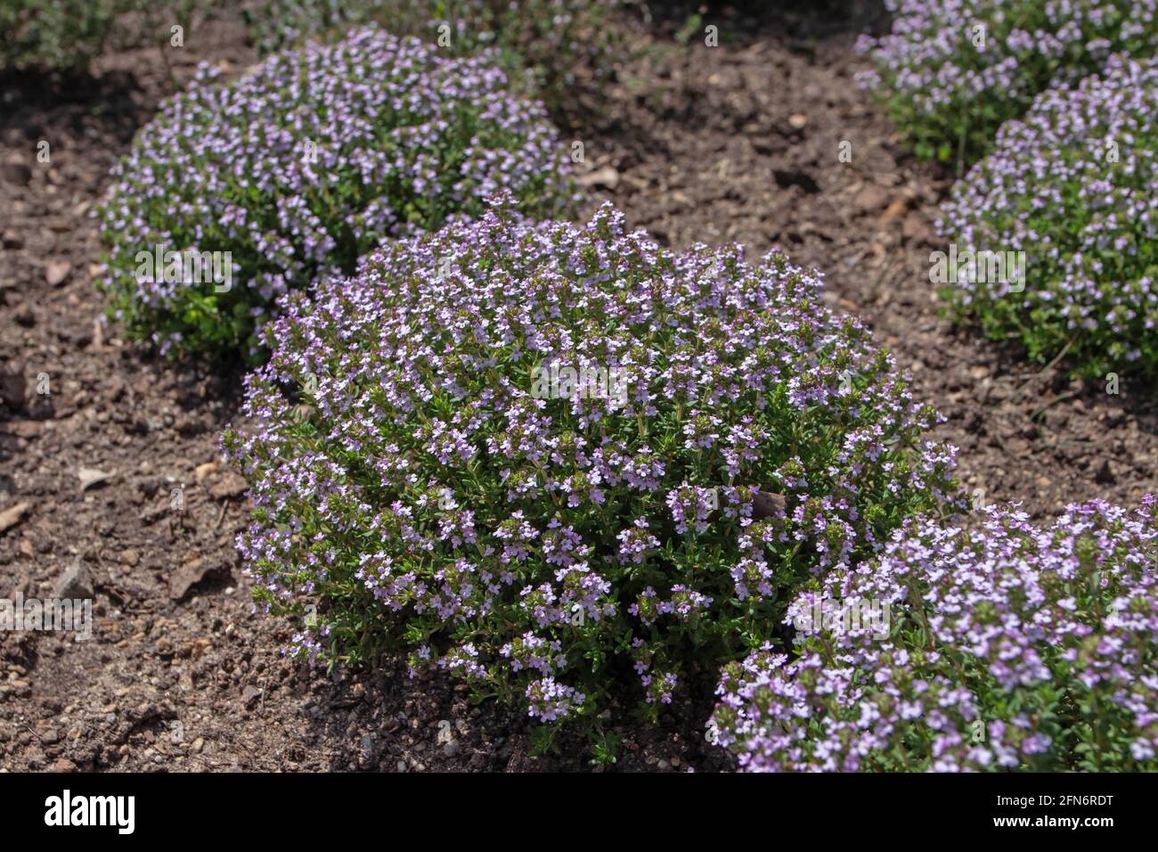 Thymus vulgaris plants. Thyme decorative bushes with small purple