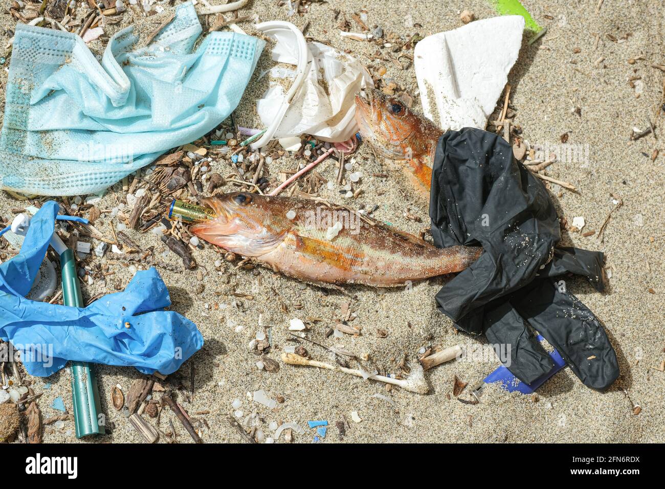 Ocean Fish dead eating alkaline battery on plastic debris polluted sea habitat, waste Stock Photo