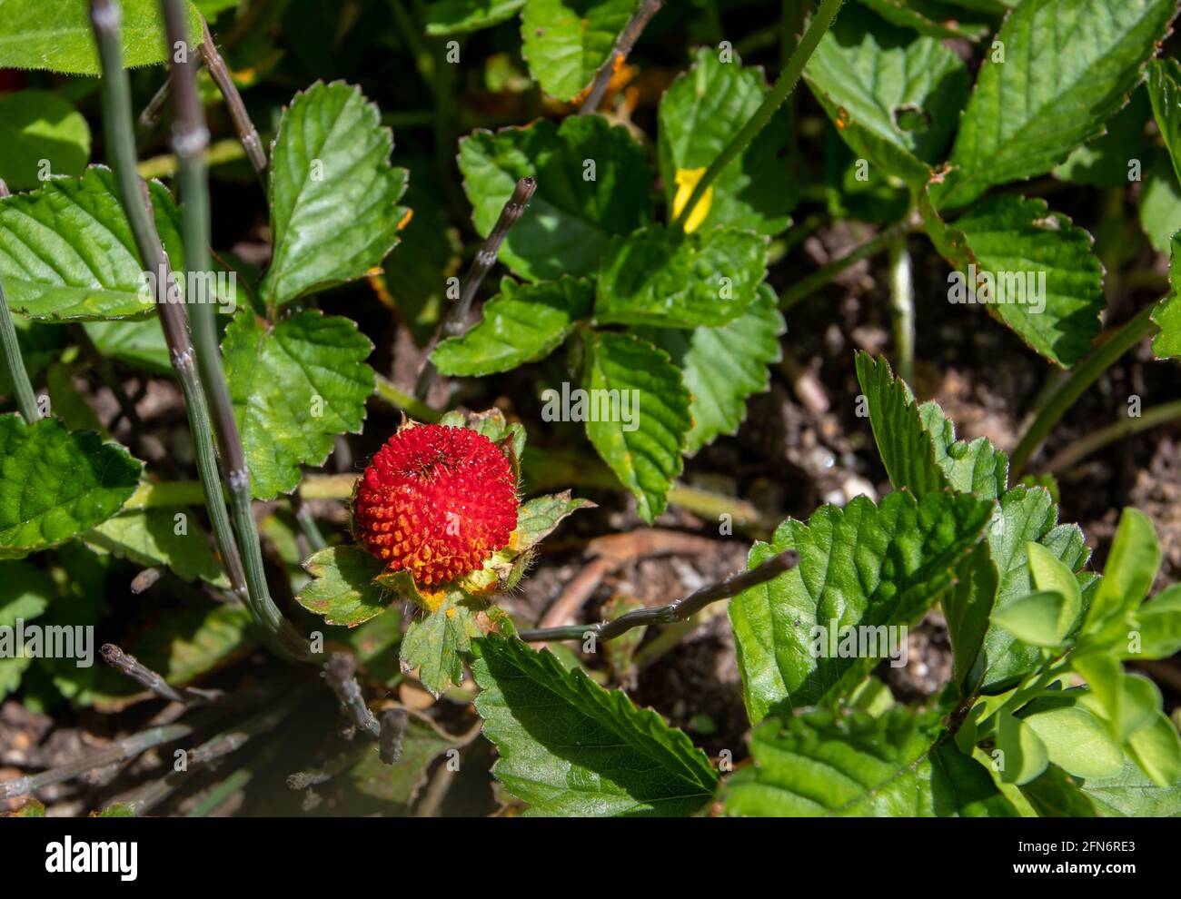 Duchesnea or potentilla indica or mock or false strawberry or Indian-strawberry red ripe fruit Stock Photo
