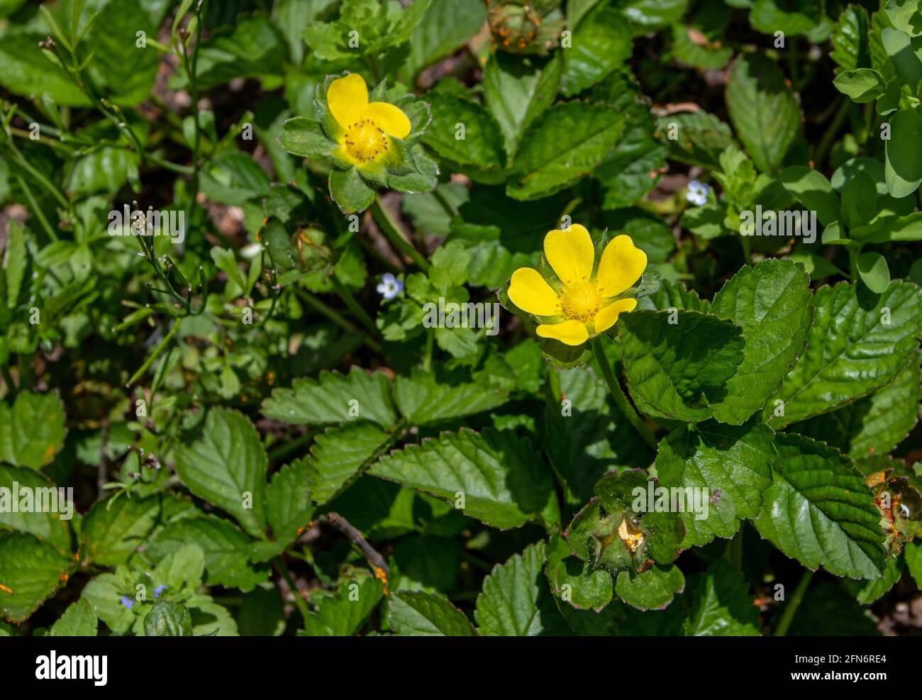 Duchesnea or potentilla indica or mock or false strawberry or Indian-strawberry bright yellow flower Stock Photo