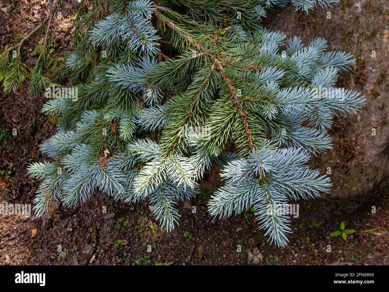 Blue spruce or picea pungens branch with blue-green coloured needles. Coniferous tree. Stock Photo