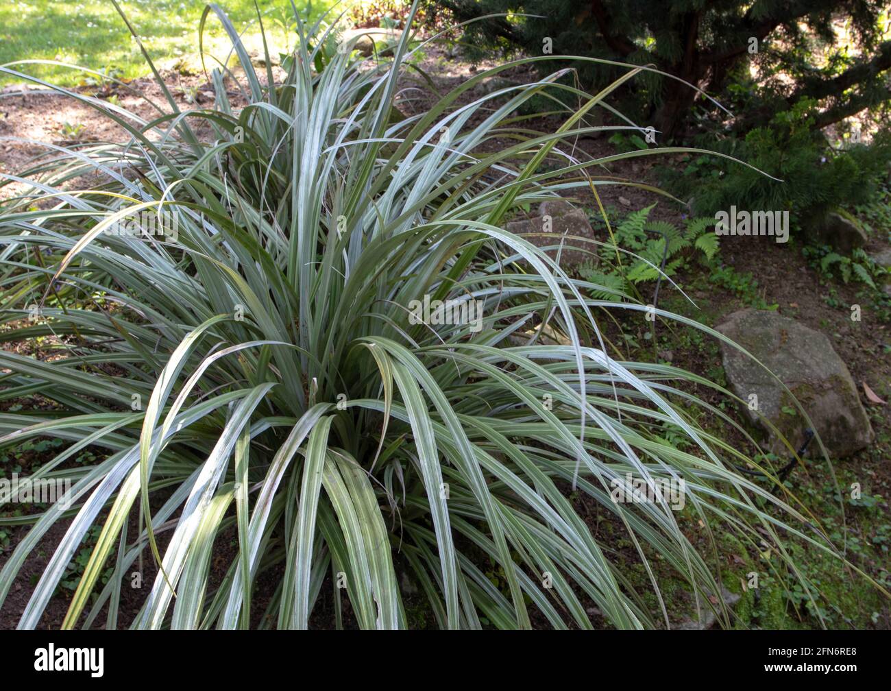 Astelia chathamica, the Chatham Islands kakaha, Maori flax, or silver spear plant in the garden Stock Photo
