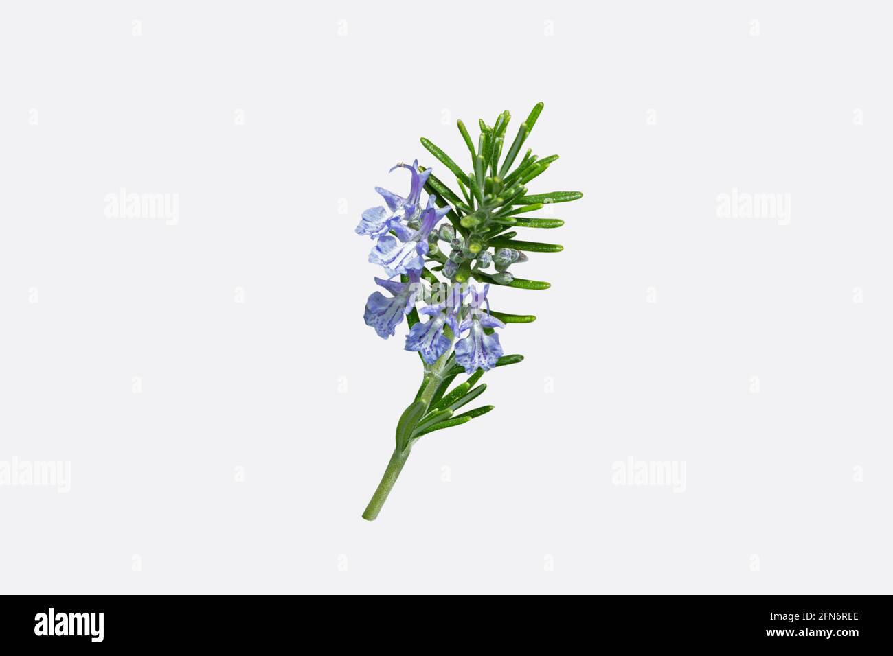 Rosemary branch with leaves and blue flowers isolated on white. Salvia rosmarinus plant Stock Photo
